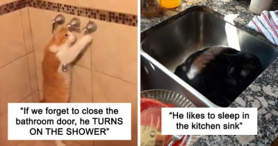 30 Posts Of Cats Behaving Weirdly But Funny As Hell On An Online Post