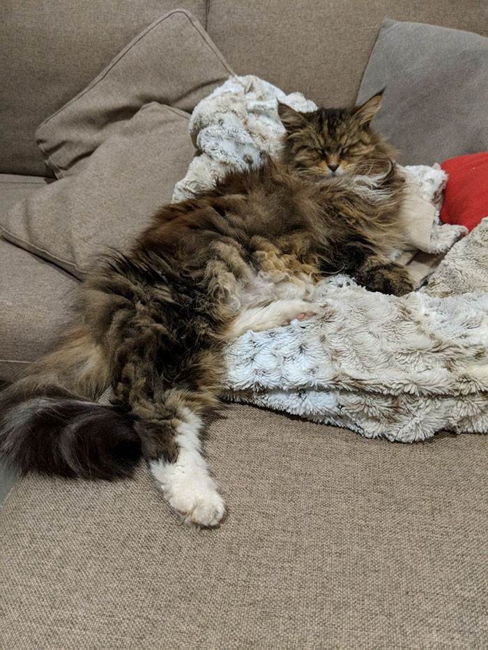 Nobody can say no to such a cute kitty