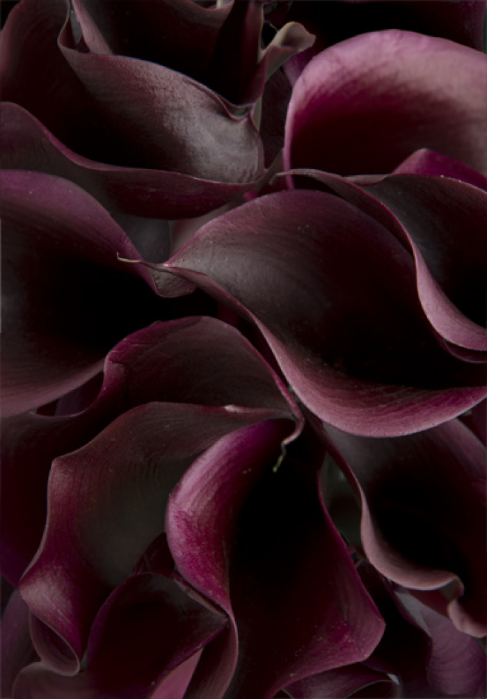 7. Purple Calla Lily