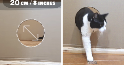 Cat Logic: Owners Kept Reducing The Hole For Their Cat To See How Small He Could Go Through