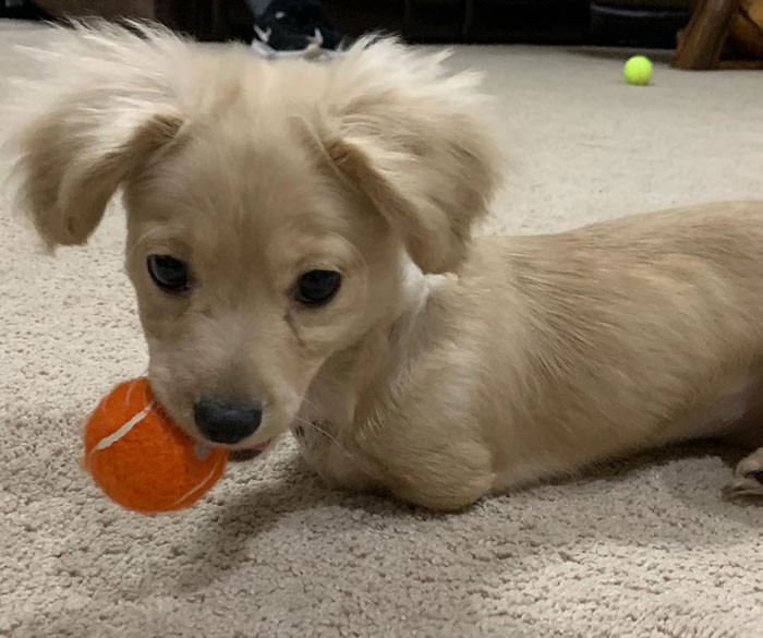 And when she was old enough, she was fitted with an 'adult' wheelchair.