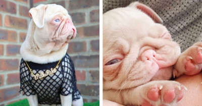 Pink Pug Named Milkshake Is Rare, Being One in Less Than a Hundred That Exist