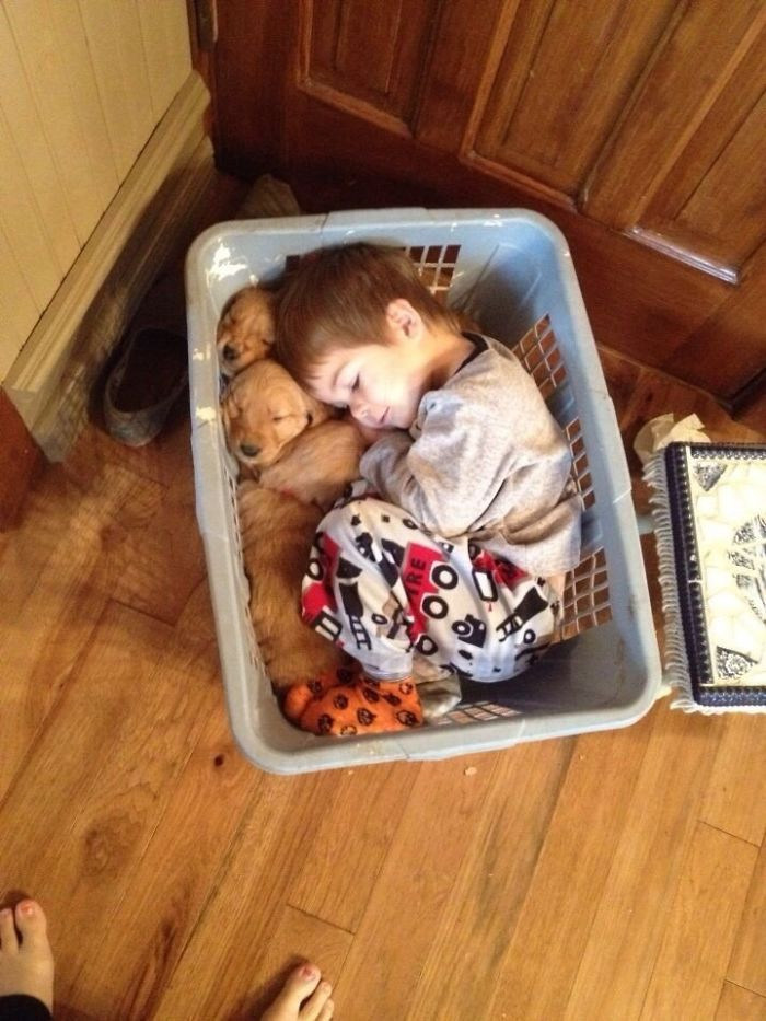 15. “Little guy fell asleep in a basket with his Golden Retriever puppies.”