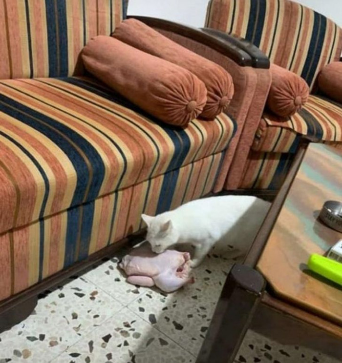 2. Looks like this cat managed to get in the fridge.