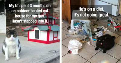 10+ Pets Who Have A Little Too Much Attitude And Sass For Their Own Good