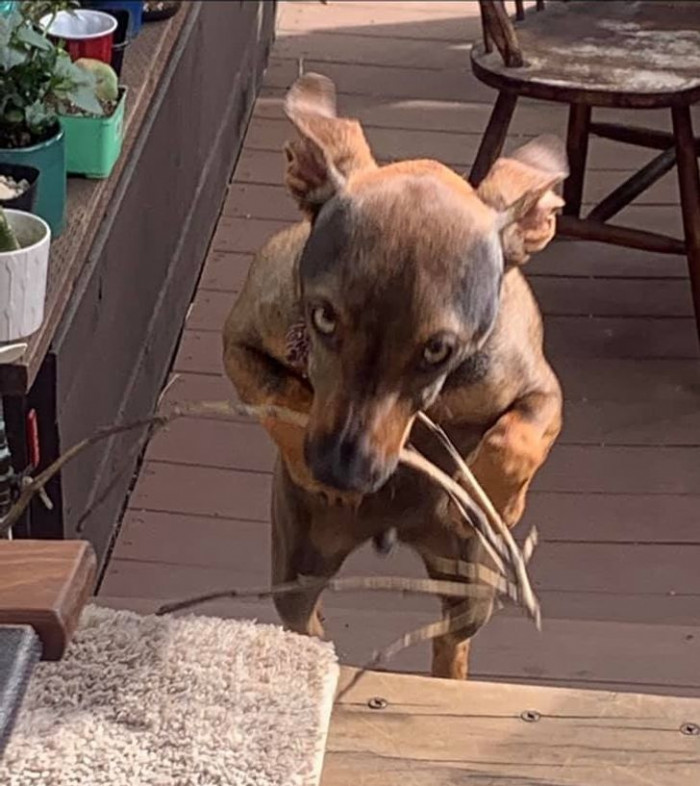 11. This doggo looks like a jacked kangaroo