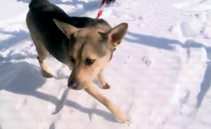 Indianapolis residents outside during cold weather warning about fines for pets