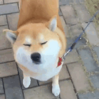 The Greatest Collection Of Shiba Inu Moments Caught On