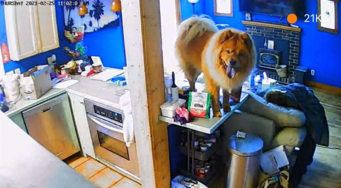 Wookie caught in action