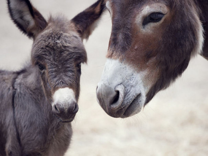 Momma and baby