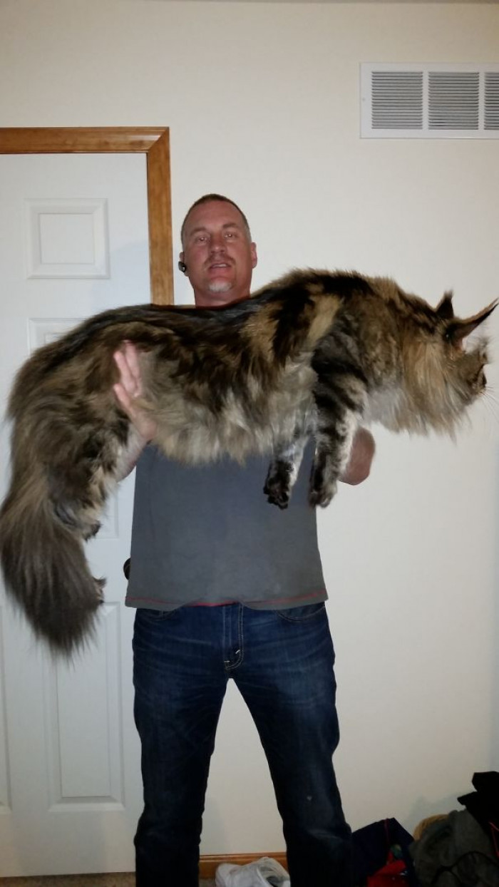 Maine Coon Cat Pictures That Perfectly Depict How Large They Really Are