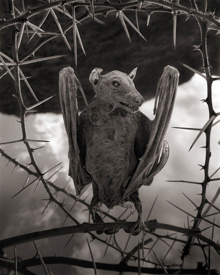 Detail of salt encrusted bird remains, emphasizing crystalline texture and pale coloration