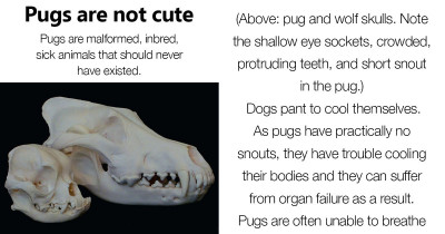 Guy Goes In On Tumblr Explaining Why You Shouldn't Own A Pug Dog