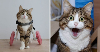 Meet the Cat That Is Taking the Internet by Storm with His Funny Facial Expressions Despite Being Disabled