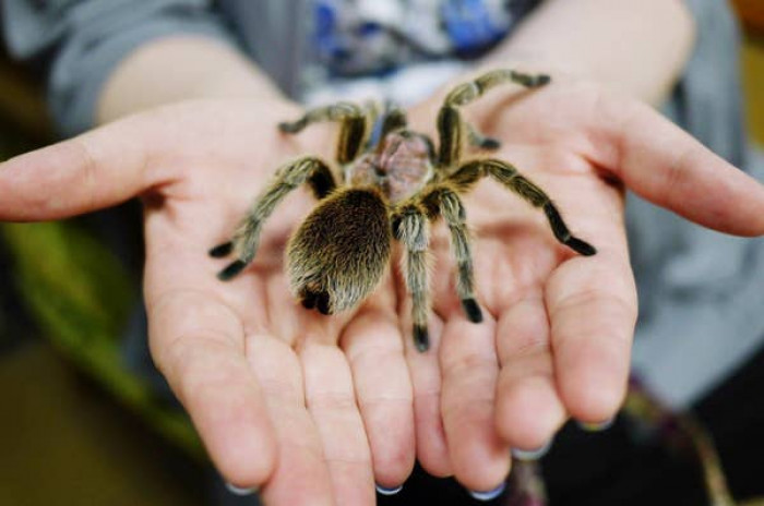 7. Tarantulas