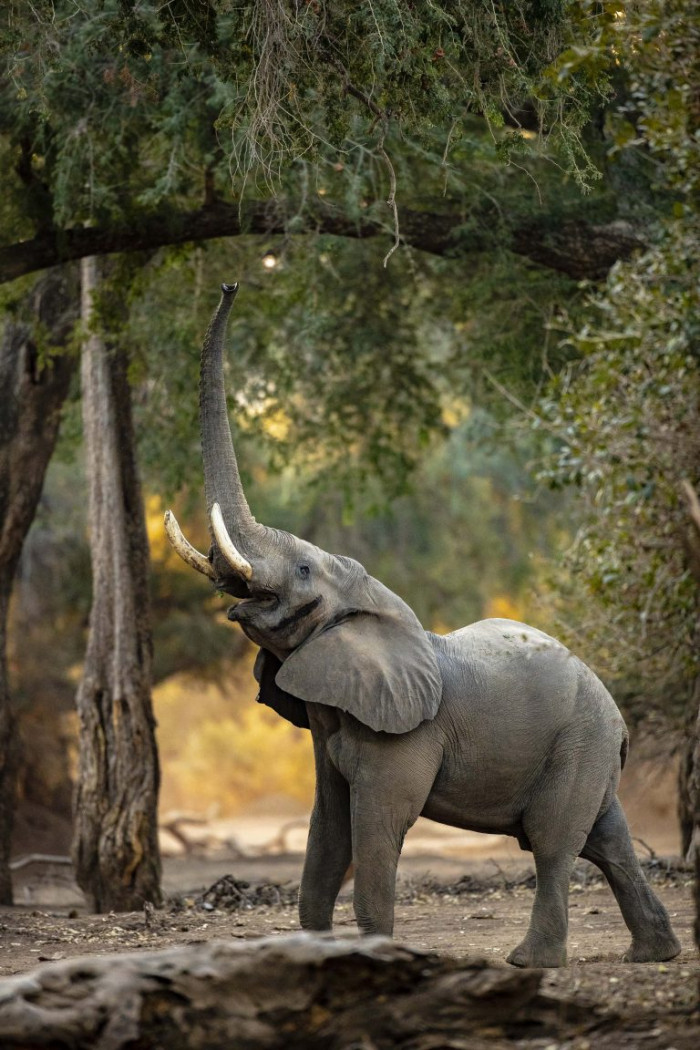 Tasty snack spotted at the Mana Pools