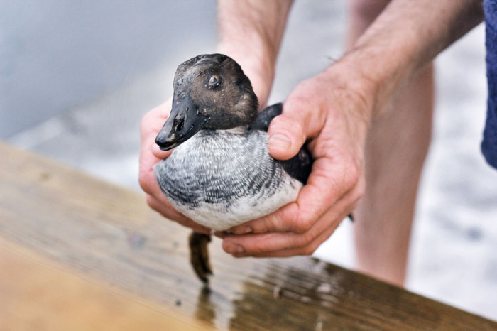 The duck is safe and sound. And a bit confused...