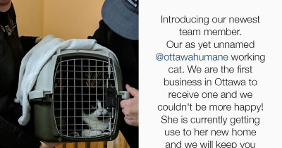 An Ottawa Brewery Hires Feral Cats To Get Rid Of Their Mouse Problem