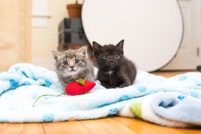 Close-up of two kittens sharing food, calm after playtime.