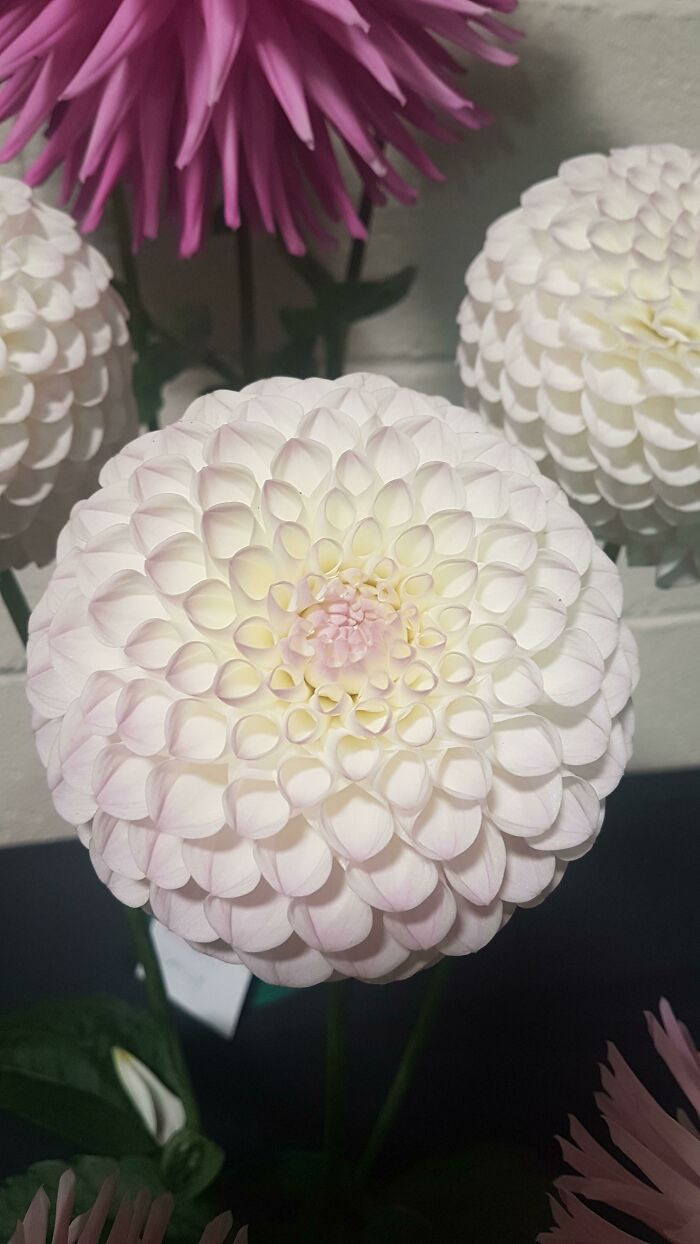 20. “First prize-winning dahlia, grown by my dad.”