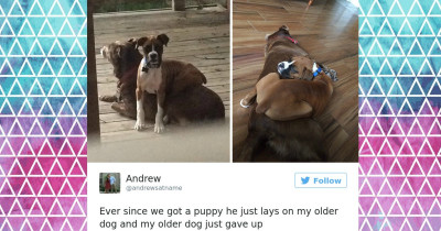 Doggos That Have Found Companionship in Cuddling Up with a Fellow Pupper