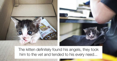 Small, Stray Kitten Begs for Help from a Random Couple Passing By