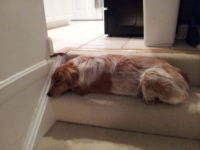 28. "My dog's solution to not being allowed in the kitchen when we are cooking."