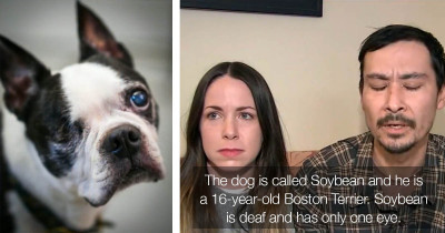 Couple From Silver Lake Offers A $5,000 Reward For The Return Of Their Stolen Dog