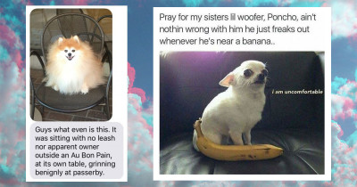 Photos That Prove Dogs Come From Another Planet