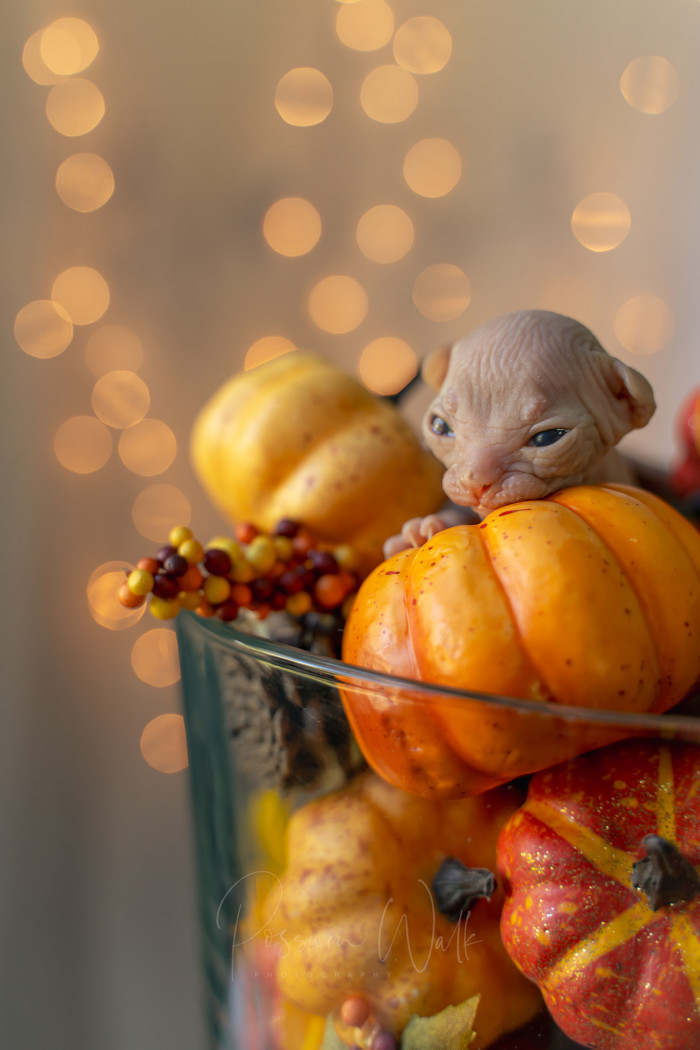 12. Not to be dramatic, but I desperately adore Tamale.