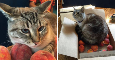 This Cat's Love For Peaches Will Absolutely Make Your Day