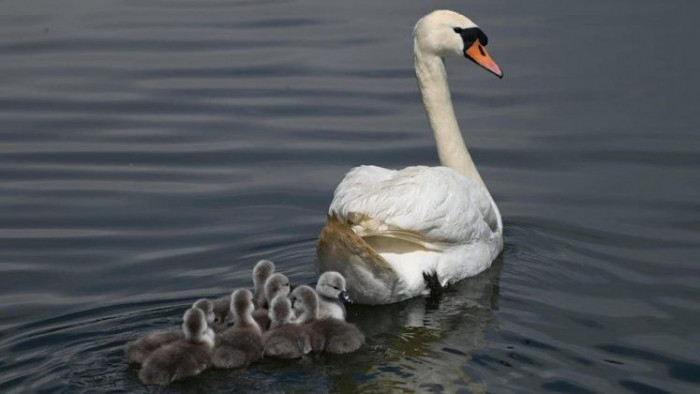 The mother swan goes swimming by the river with her equally lovely cygnets.