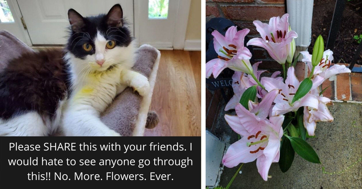 Beloved Cat A Stern Warning To Pet Owners About The Dangers Of