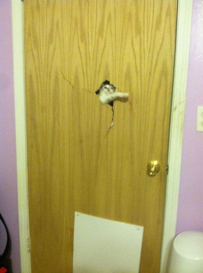 "We locked our cats out of the room due to a new baby. After hearing frantic scratching and meowing at 2 AM, I flipped the lights on to this sight. We have no idea how he managed to do this."