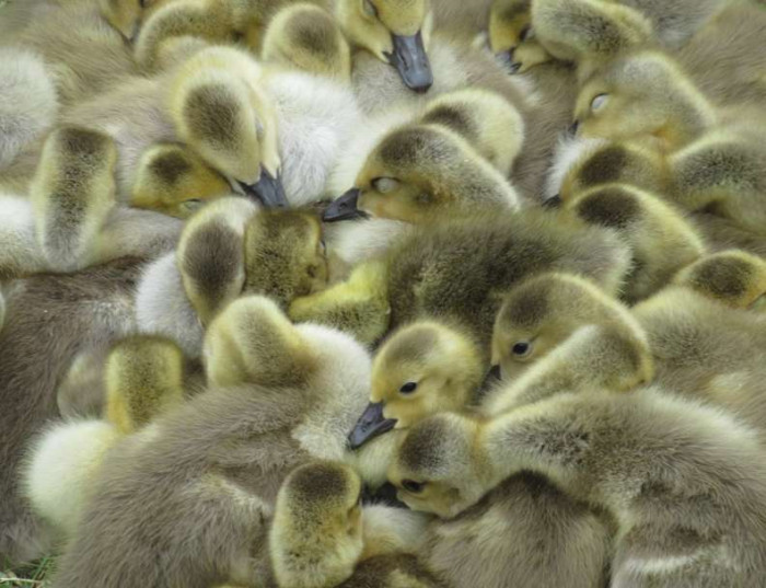 One evening, Mike noticed a mother goose with a remarkably large group of goslings in tow.