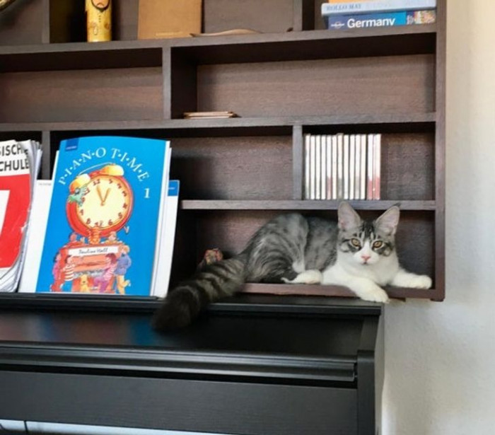 30. “Couscous found a shelf just her size.”