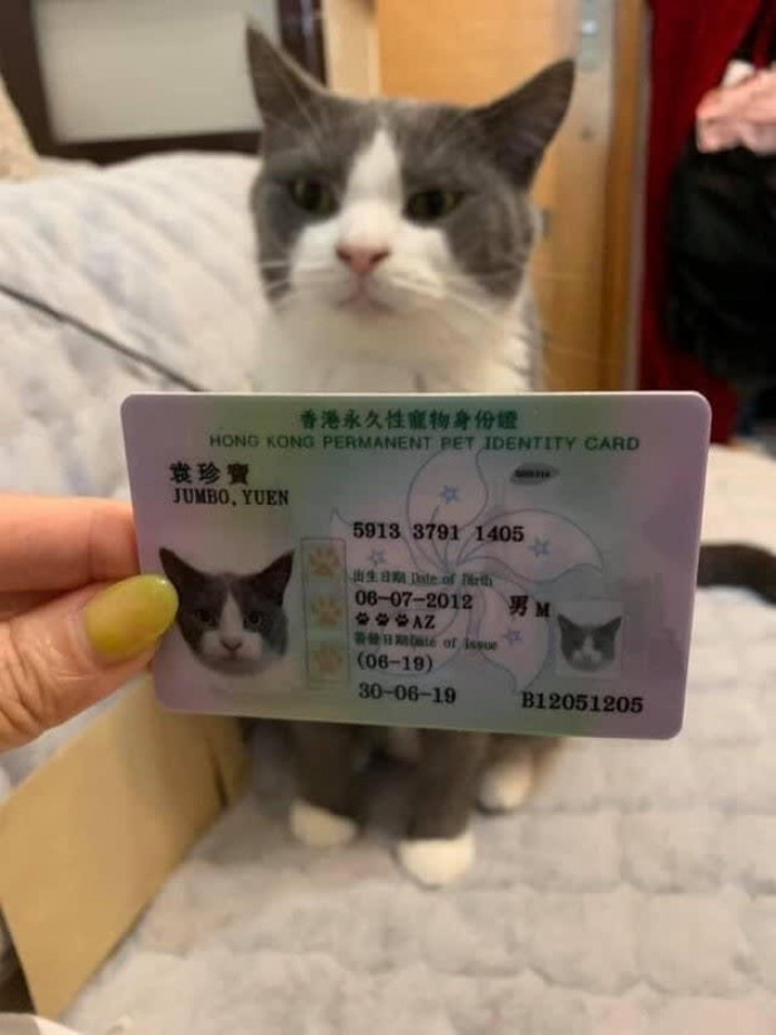 This cat has their license... license to be cute.