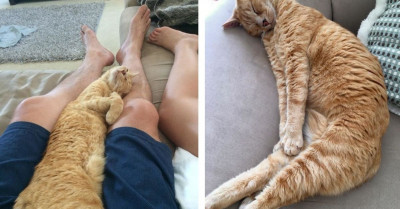 Rescued Feral Cat Becomes The Best Cuddle Companion This Family Could Ever Have Asked For