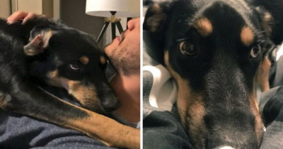 This Dog Faked Being Sick Just So His Owner Would Stay Home For The Day