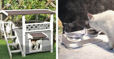 Make Your Cat Feel Like Royalty By Introducing Them To These Amazing Products