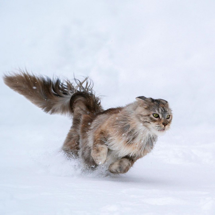 10. Majestically Running
