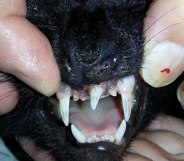 31. A mutant cat with extra strongly rooted canine tooth came by at work