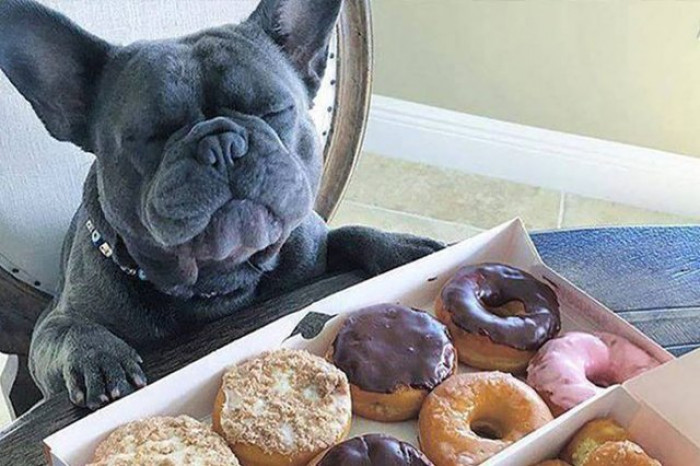 17. Donut Doggo