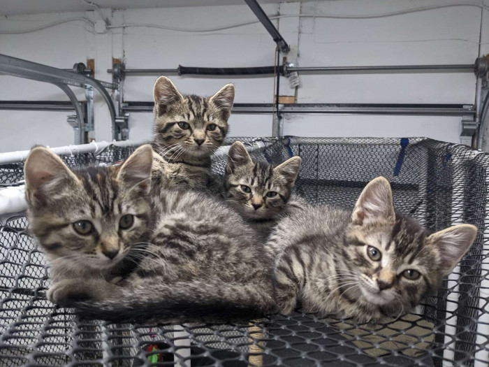 Thankfully, Katie and her husband were able to figure out how the kittens planned their great nap escape and thus were able to prevent a recurrence.