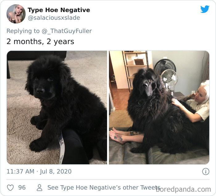 Still shaggy as ever, the proper Newfoundland Dog way.