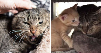Angry Senior Feral Cat Hates Everyone Until He Meets These Rescue Kittens