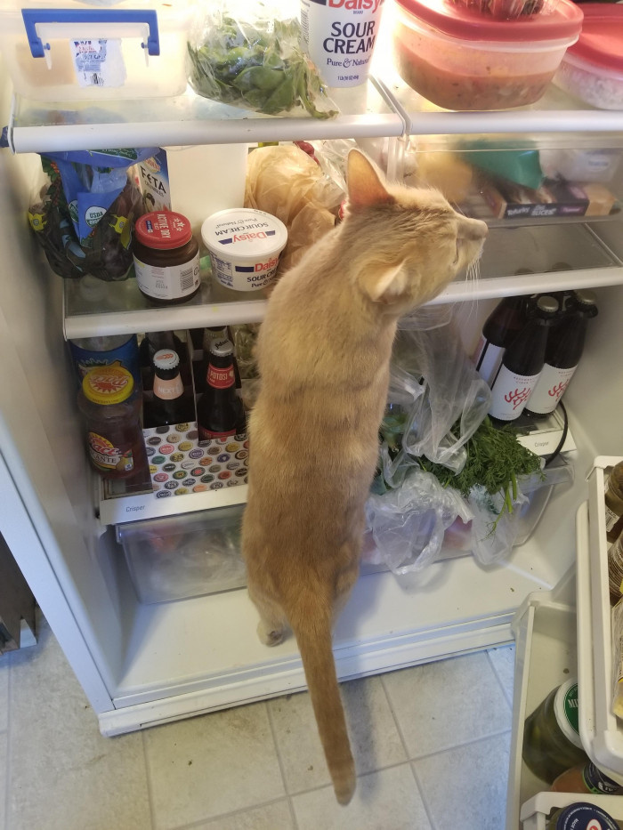 In the fridge