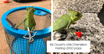 Looking At Photos Of A Tiny Chameleon Holding LEGO Props Is Definitely One Of The Best Things You Could Do For Yourself Today