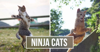 A Japanese Photographer Specializes In 'Ninja Cats' And The Photos Are Adorable