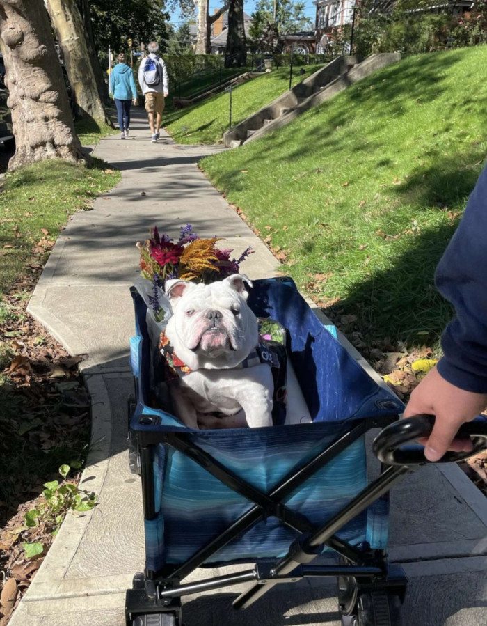 Ollie in one of his walks